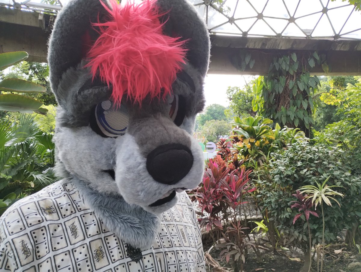mexi_fox's tweet photo. Había olvidado subir esto
Entonces es para el #FursuitFriday 
Con mi lobito hermoso @EthanWolf475 ❤️❤️❤️❤️❤️❤️❤️❤️❤️❤️❤️❤️❤️ https://t.co/BaYAAcI1PH