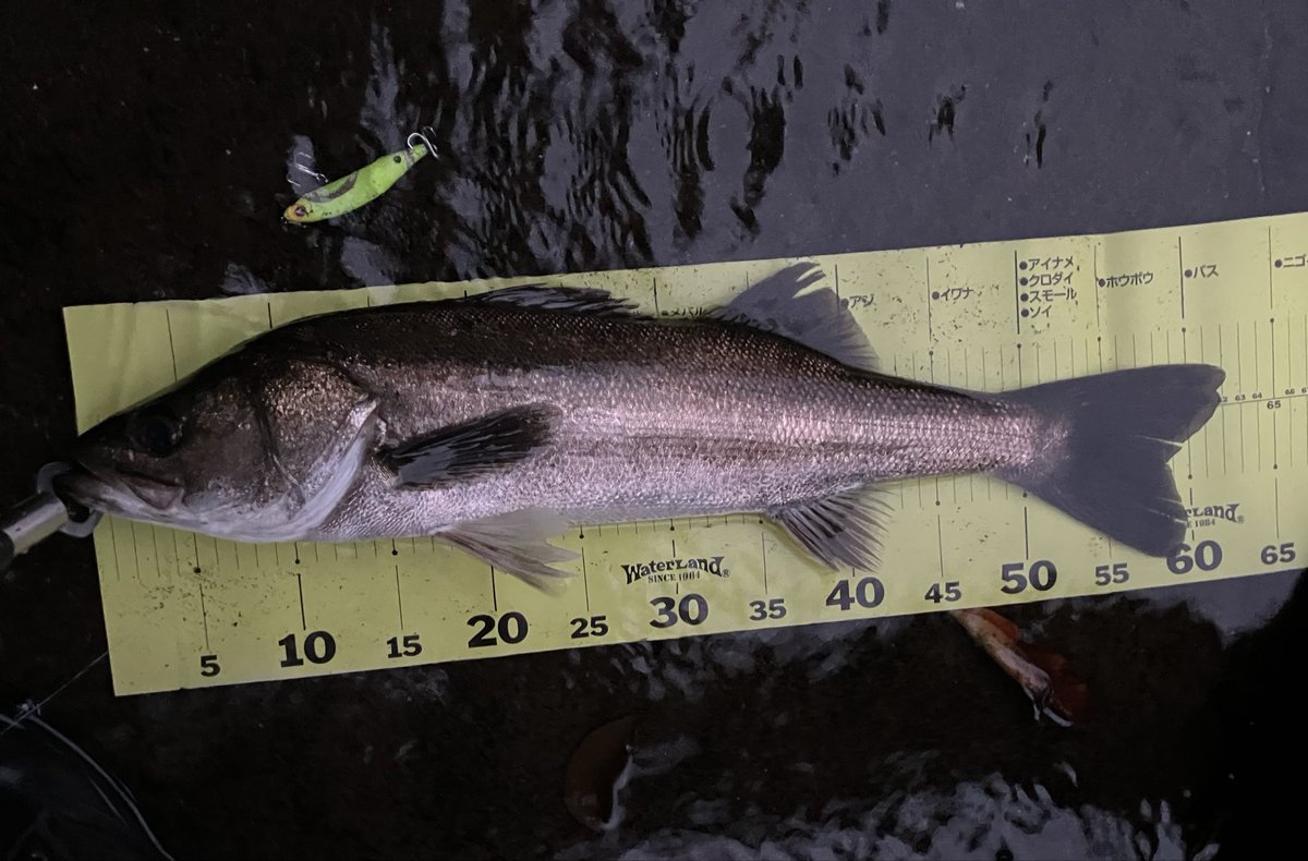 アナハゼ太郎 on X