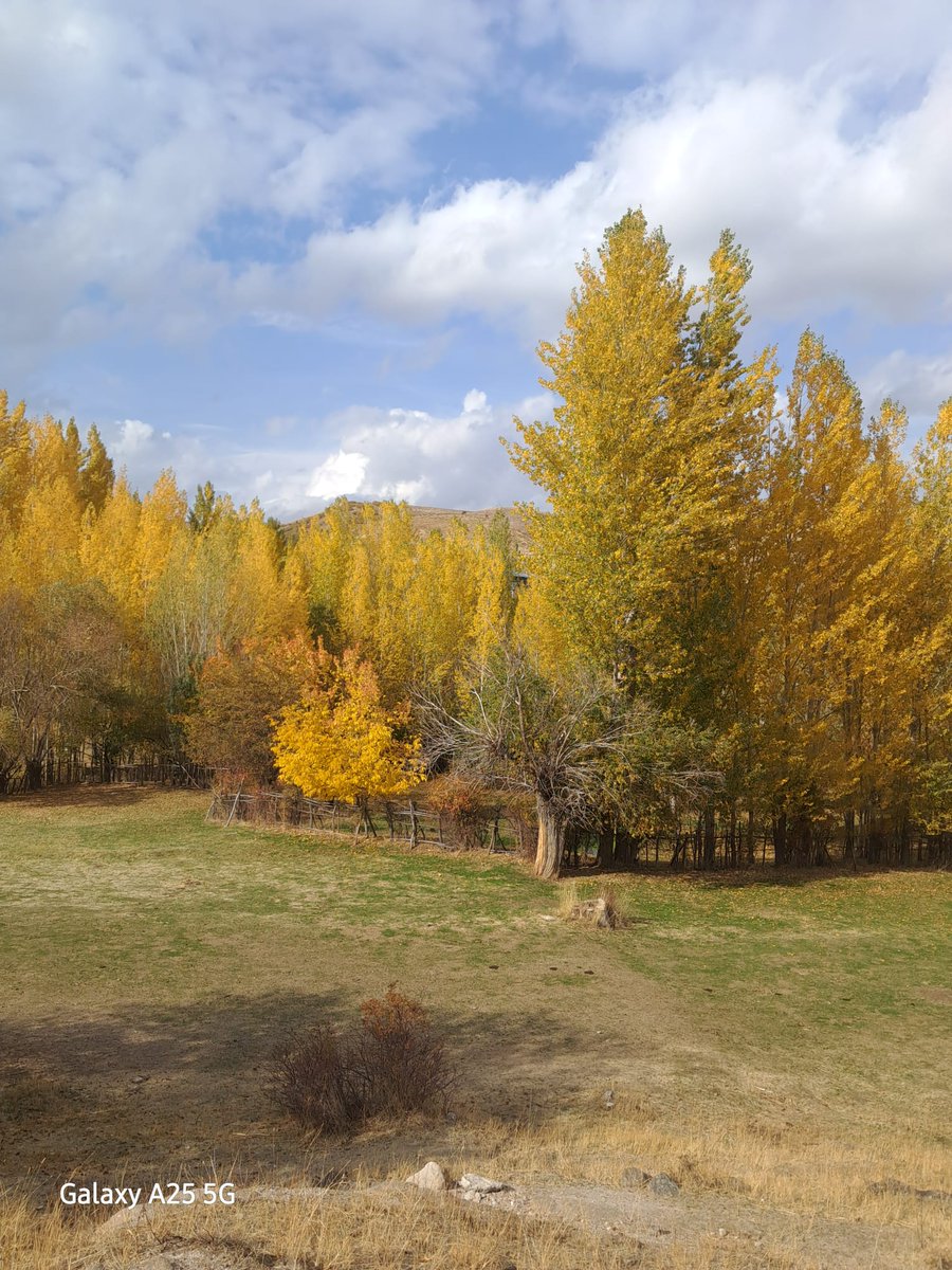 YurtseverBrs's tweet image. Şahın bahçesinde bir garip bülbül #payiz #bingöl