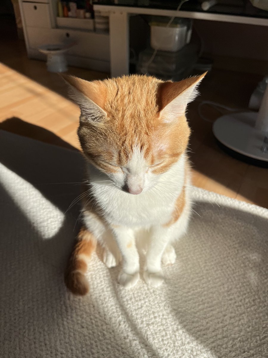 이거 유독 아가 고양이