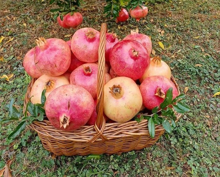 Buon pomeriggio 😊
Trovo questo frutto di stagione buonissimo e a voi piace 🤪