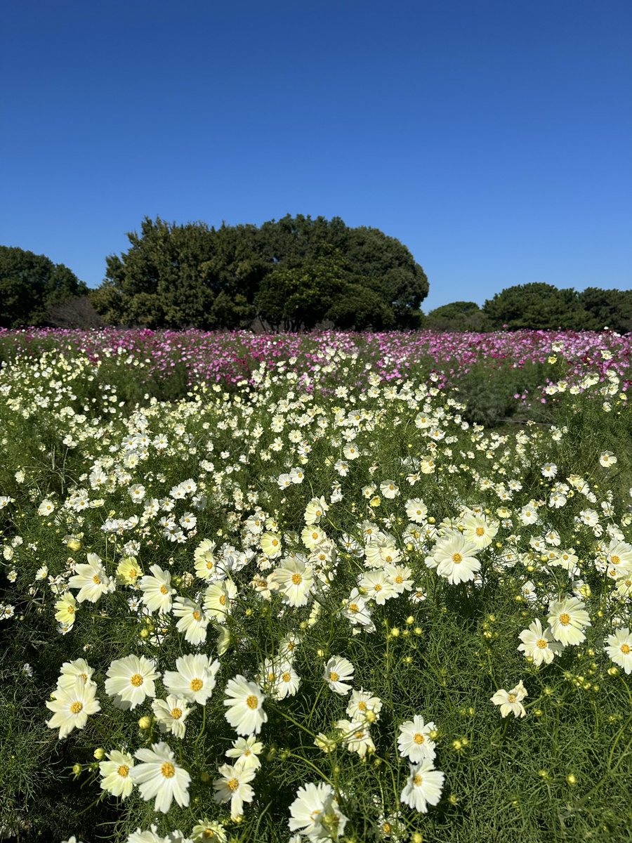 saetakeda's tweet image. #海の中道海浜公園　の秋桜が見頃を迎えています🌸
約100万本の秋桜、とにかく美しい😊
圧巻です！

そして今日はインコさんとも戯れました🦜
楽しかった〜✨✨

「うみなか＊はなまつり」は11月9日まで！！

#タダイマ
#RKB