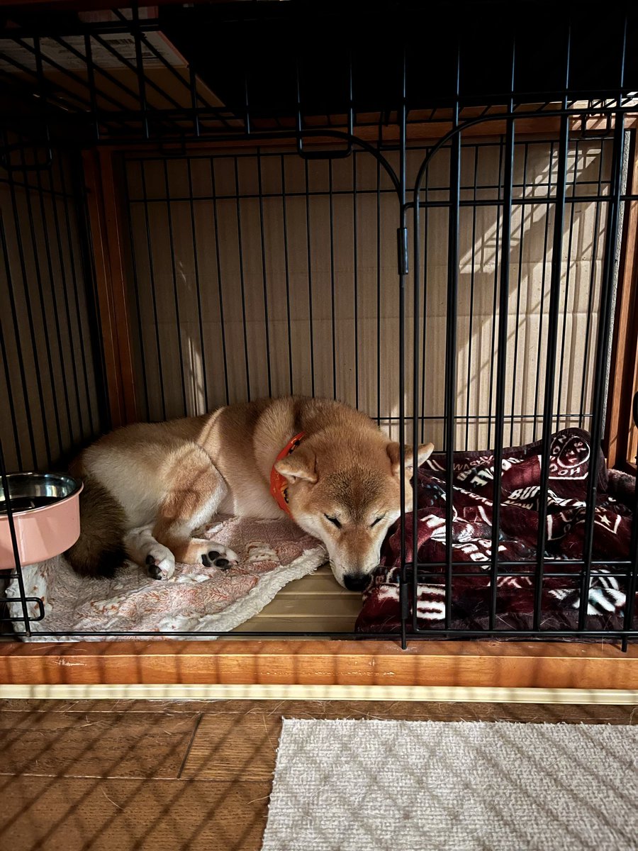 柴犬こめ0歳 on X