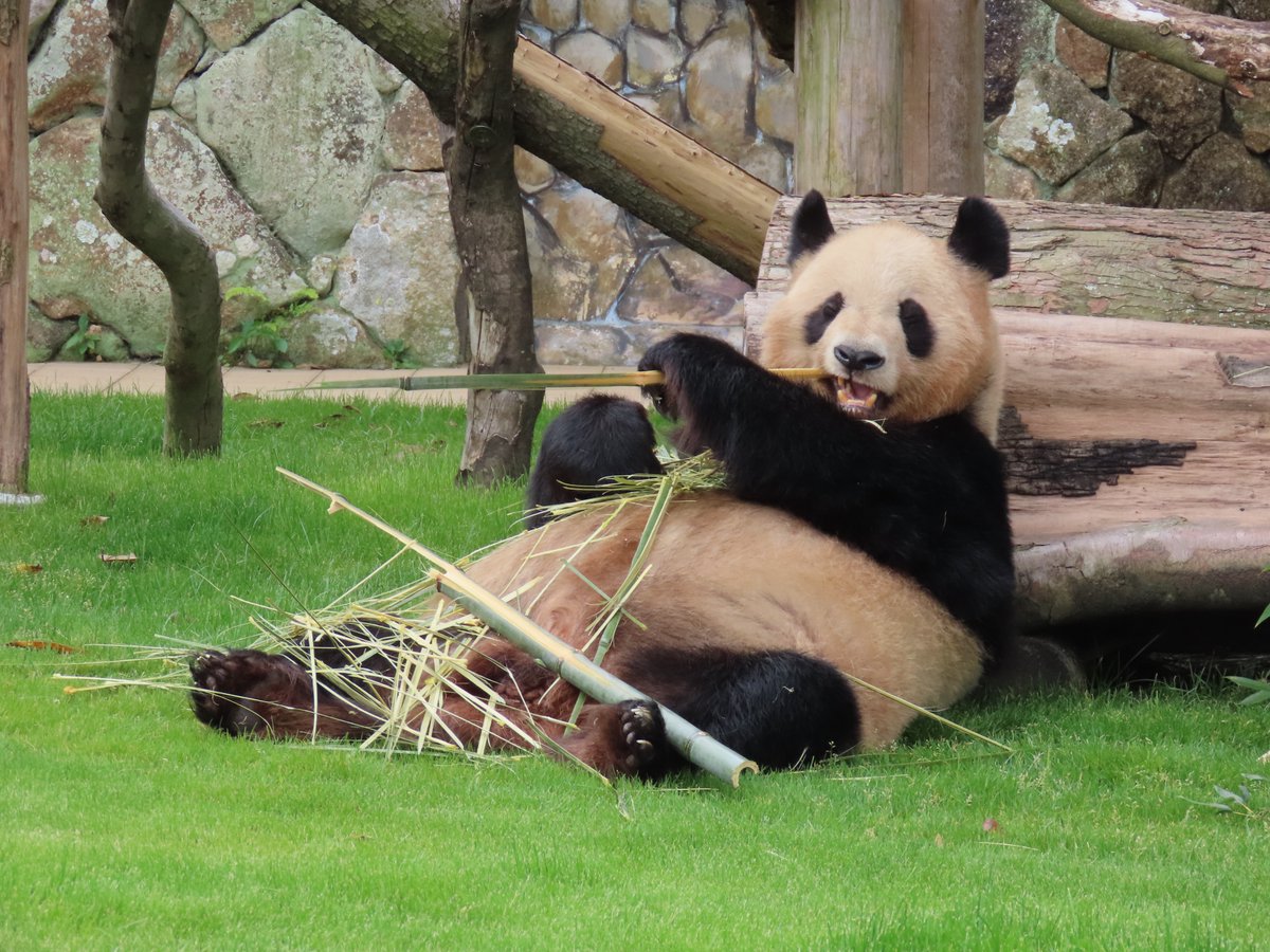 ほしこ (@hoshiko_panda) / Posts / X