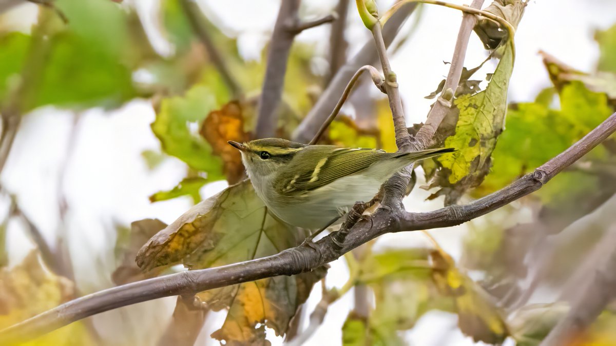 johnfulla's tweet image. Palla's Warbler, Blackcap and Goldcrest from South Shields