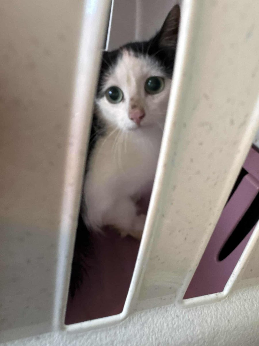 justineducern's tweet photo. Vous m'avez demandé des nouvelles de Meringue 
son adoptante dit:
 "Hello, Ça s’est plutôt bien passé, elle reste tout de même très craintive et agressive mais elle a bu, mangé, est allée à la litière et s’est déplacée dans la salle, mais elle reste méfiante des humains (normal) https://t.co/YHL22FjpEG