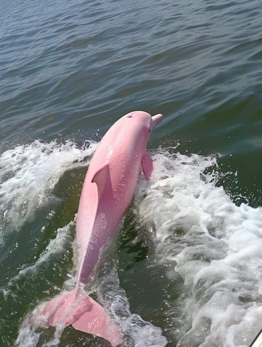 fairiehaze's tweet photo. Pink dolphin >>>> https://t.co/E6QlRkq8GL