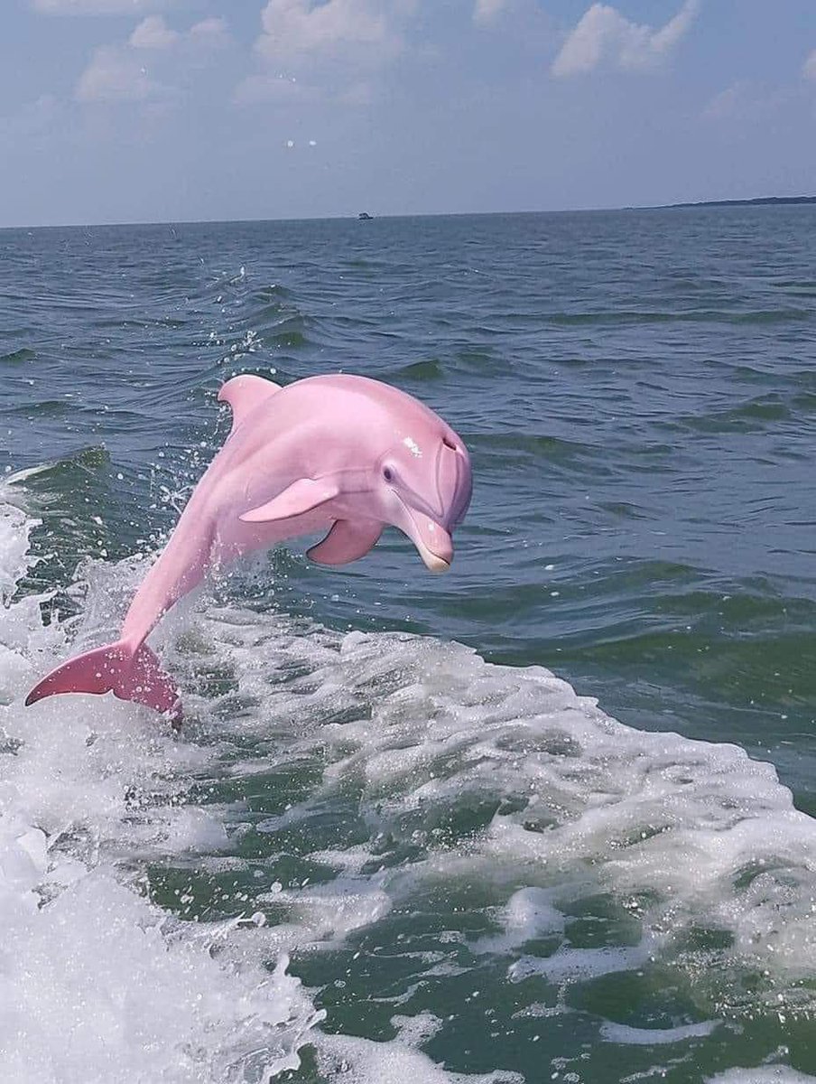 fairiehaze's tweet photo. Pink dolphin >>>> https://t.co/E6QlRkq8GL