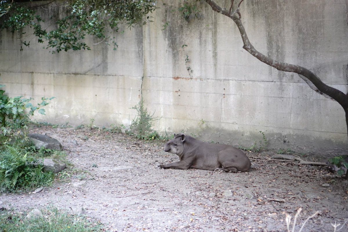 おやすみなさい