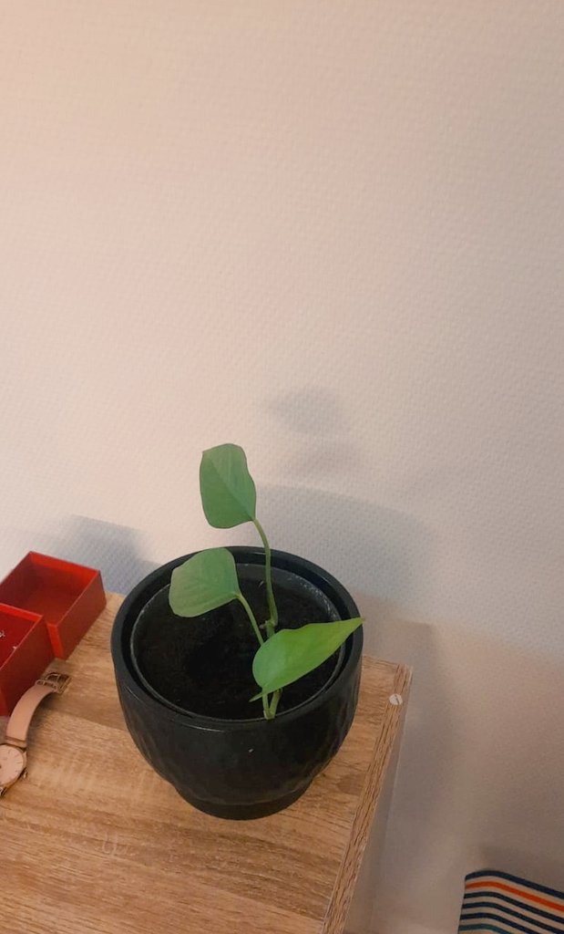 Cazorpp's tweet image. Elle a bien grandi 🥹🥹🥹