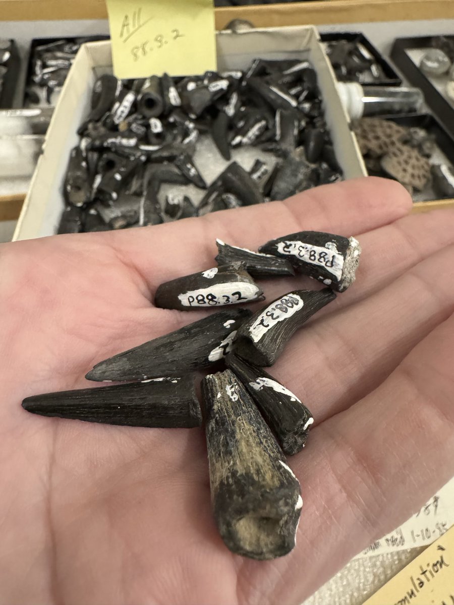 Happy #FossilFriday! It’s #Croctober, so check out these #fossil teeth of Thoracosaurus at the <a href="/sciencemuseummn/">Science Museum of Minnesota</a> , an extinct #croc from the end of the age of the #dinosaurs and a bit after, that’s right, it survived the mass extinction! All from #SouthCarolina!