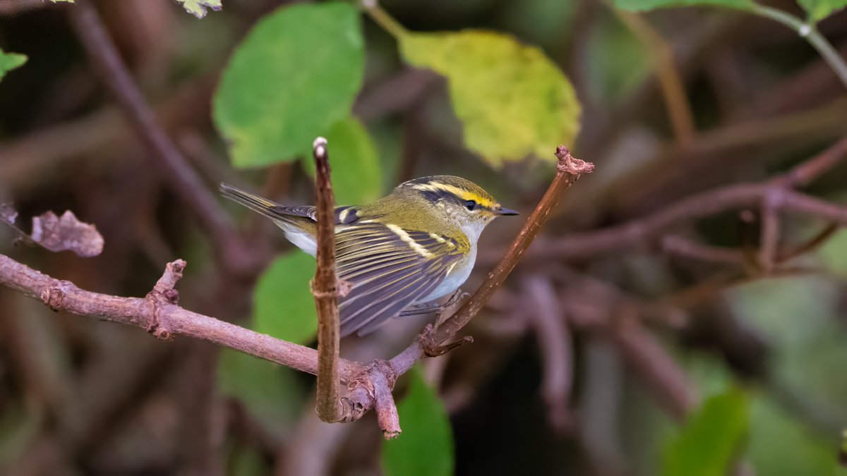 johnfulla's tweet image. Palla's Warbler, Blackcap and Goldcrest from South Shields