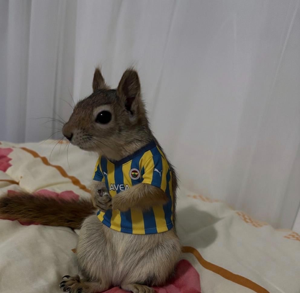 fb'ye ne kadar kızsakta ilk maçta bizim sincaplık