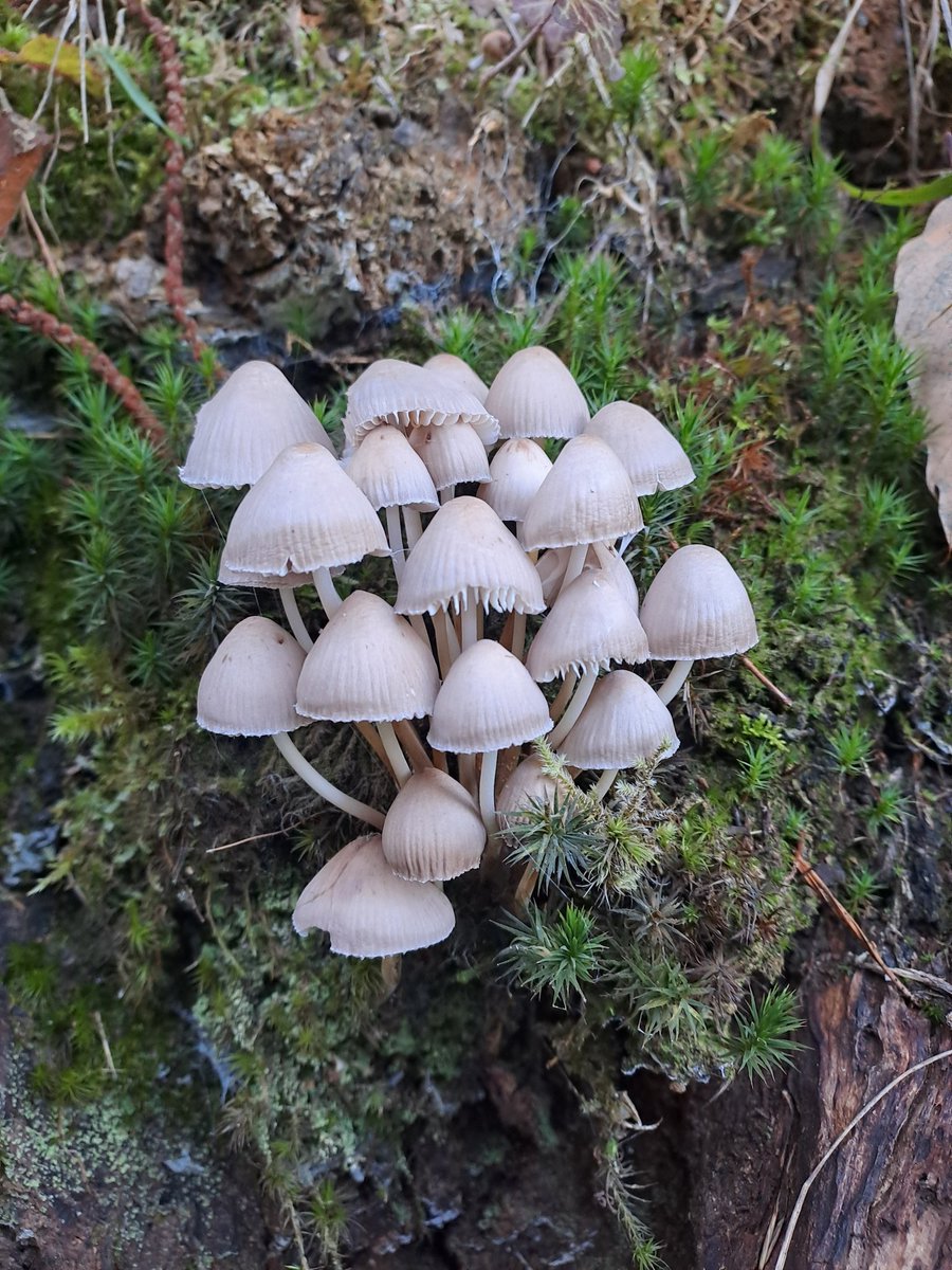 #FungiFriday 💚🍄🌳🖤

Even in death, a tree gives life ❤️
