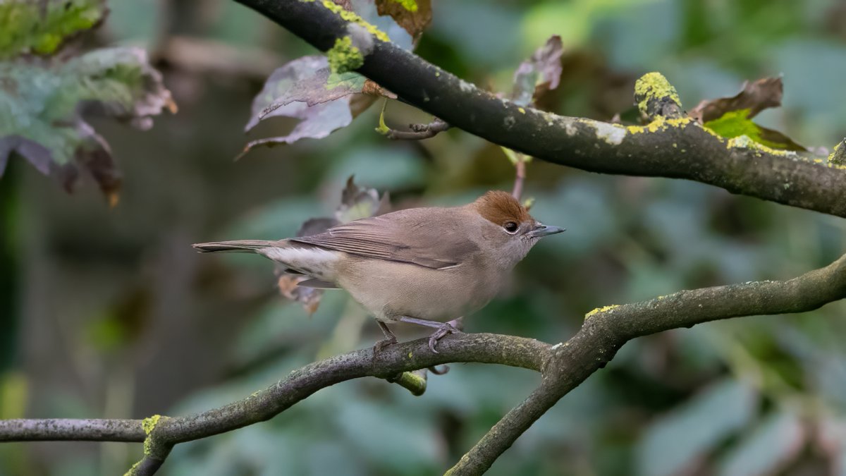 johnfulla's tweet image. Palla's Warbler, Blackcap and Goldcrest from South Shields