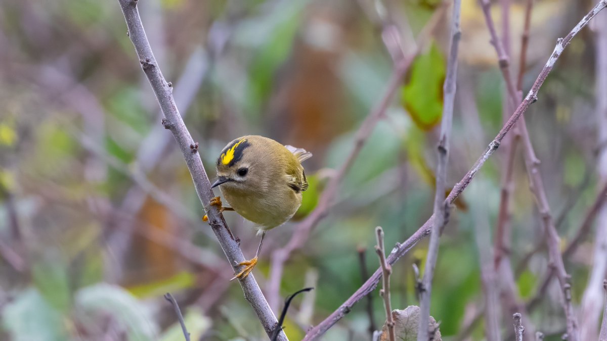 johnfulla's tweet image. Palla's Warbler, Blackcap and Goldcrest from South Shields