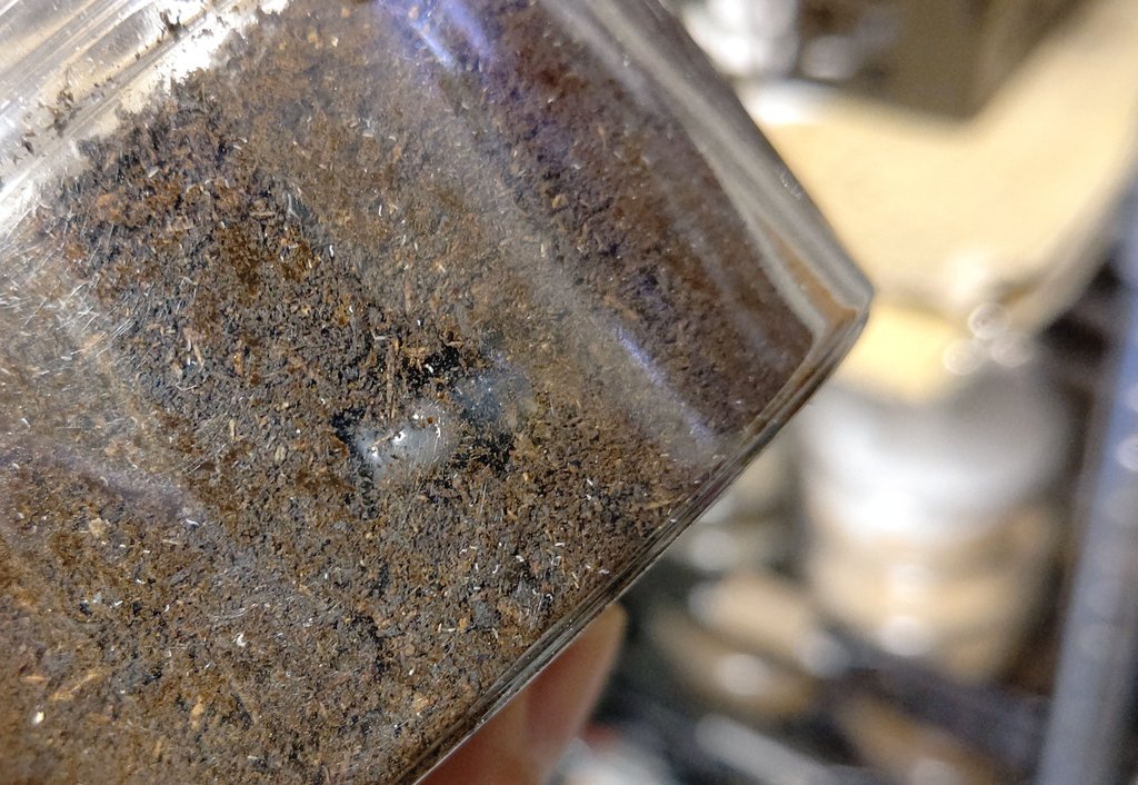 こけこっこー　0823★★★★★ いぬ・こいぬ① #すみっコちょこっと漫画 #すみっコぐらし #すみ