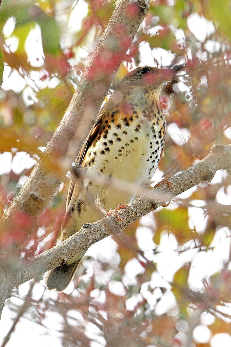 君鳥 TkimuPhoto on X