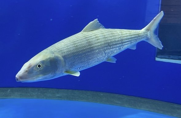 【🐟】「見たことのない魚が取れた」 茨城で『捕獲記録のない魚』が見つかる
news.livedoor.com/article/detail…

アクアワールド茨城県大洗水族館によると、この魚は『ソトイワシ』。主に九州の南部や南西諸島などに生息する魚で、「本州で捕獲されるケースはとても珍しい」という。