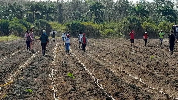 Portal_Gob_Isla's tweet photo. Los agricultores de la #IslaDeLaJuventud se proponen plantar durante la campaña de frío 2025-2026 unas 5198.90 hectáreas, superando la contienda precedente en unas 192.57 ha, lo cual constituirá un esfuerzo territorial
#CubaEstáFirme
#SentiPinero https://t.co/Nt2dqfPEFH