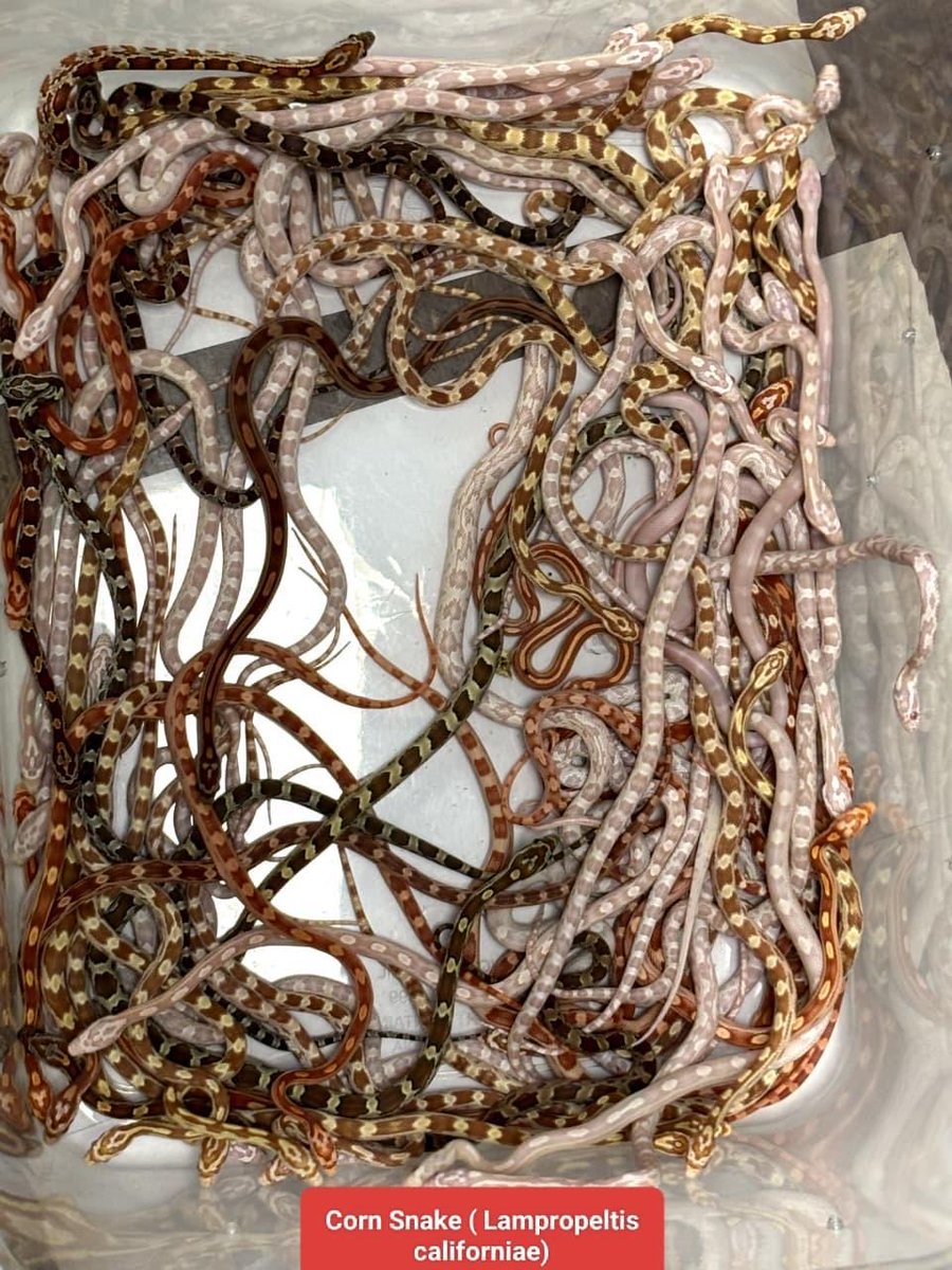 mumbaicus3's tweet photo. On 23.10.2025, the officers at Airport Commissionerate, Mumbai Customs Zone-III, intercepted a passenger arriving from Bangkok and recovered wildlife species including Corn Snake, Hognose Snake,Yellow Anaconda, Yellow Footed Tortoise, Red Footed Tortoise, Albino Snapping Turtle, Armadillo Lizard, Iguana spp., Water Monitor Lizard, Bearded Dragon and Raccoon. The animals were concealed in the trolley bag carried by the passenger. 01 passenger was arrested.