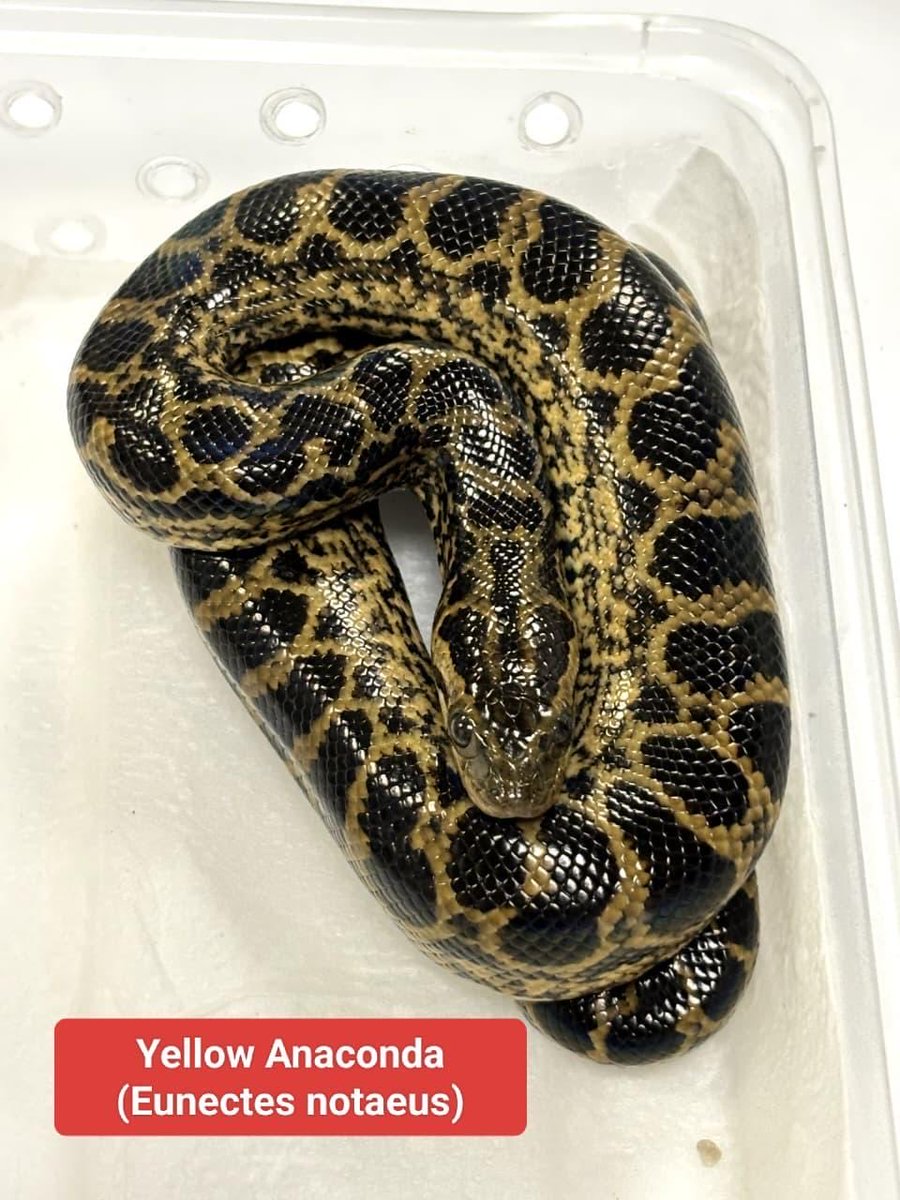 mumbaicus3's tweet photo. On 23.10.2025, the officers at Airport Commissionerate, Mumbai Customs Zone-III, intercepted a passenger arriving from Bangkok and recovered wildlife species including Corn Snake, Hognose Snake,Yellow Anaconda, Yellow Footed Tortoise, Red Footed Tortoise, Albino Snapping Turtle, Armadillo Lizard, Iguana spp., Water Monitor Lizard, Bearded Dragon and Raccoon. The animals were concealed in the trolley bag carried by the passenger. 01 passenger was arrested.