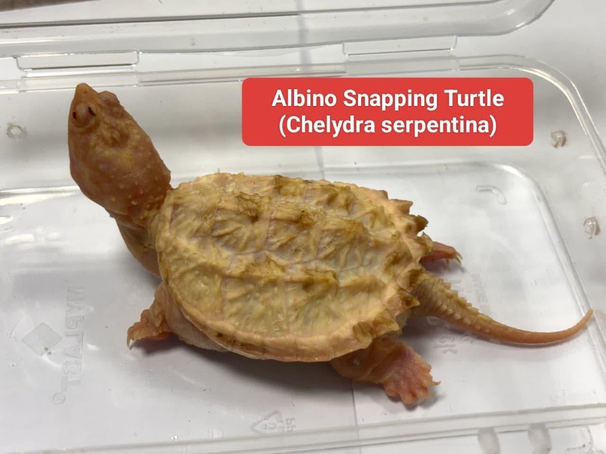 On 23.10.2025, the officers at Airport Commissionerate, Mumbai Customs Zone-III, intercepted a passenger arriving from Bangkok and recovered wildlife species including Corn Snake, Hognose Snake,Yellow Anaconda, Yellow Footed Tortoise, Red Footed Tortoise, Albino Snapping Turtle,