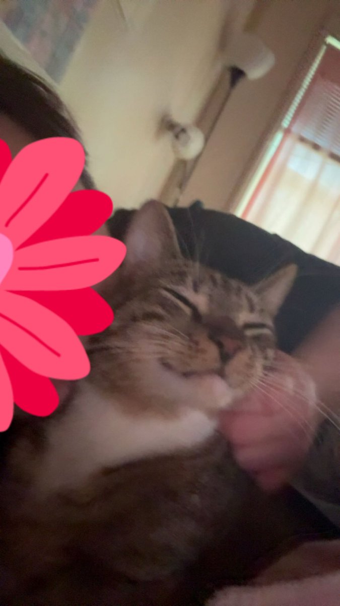 mrmeowserr's tweet image. im known momy sad abowt leeving me,,, so im cuddle with momy al morening,,, im even smyle,,,