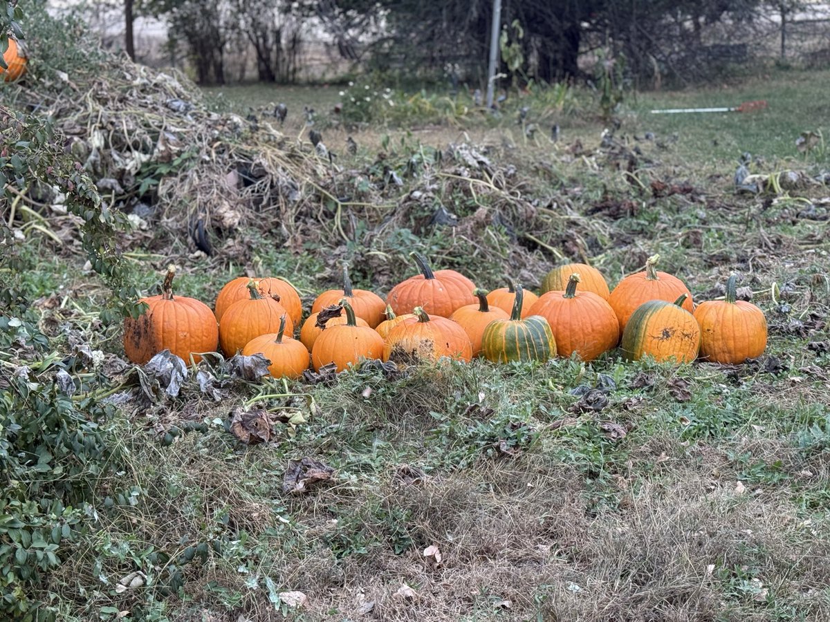 Part of my little pumpkin patch. Happy Fall!