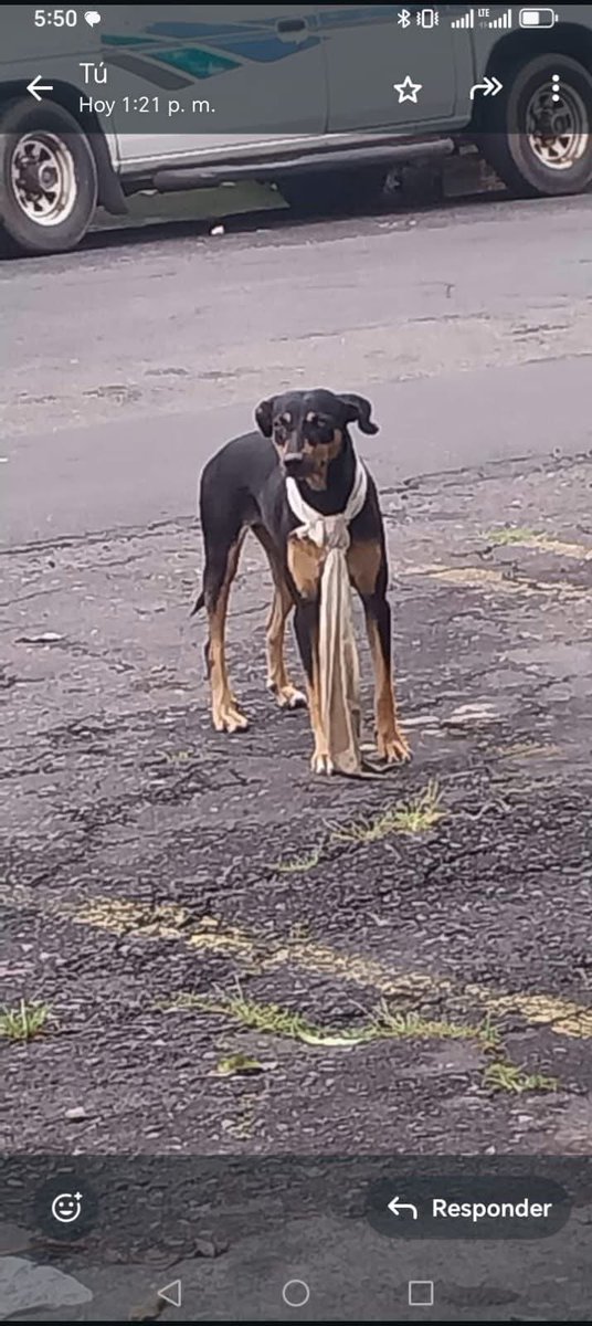 Les vengo a pedir ayuda para encontrar a “Negrita”, es una perrita que viene de Lourdes Colon porque iba a ser esterilizada en la ChivoPets y se escapó. Su dueña la sigue buscando sin cansancio pero no logra encontrarla. 

Fue vista en Merliot y ultimamente en Miramonte.