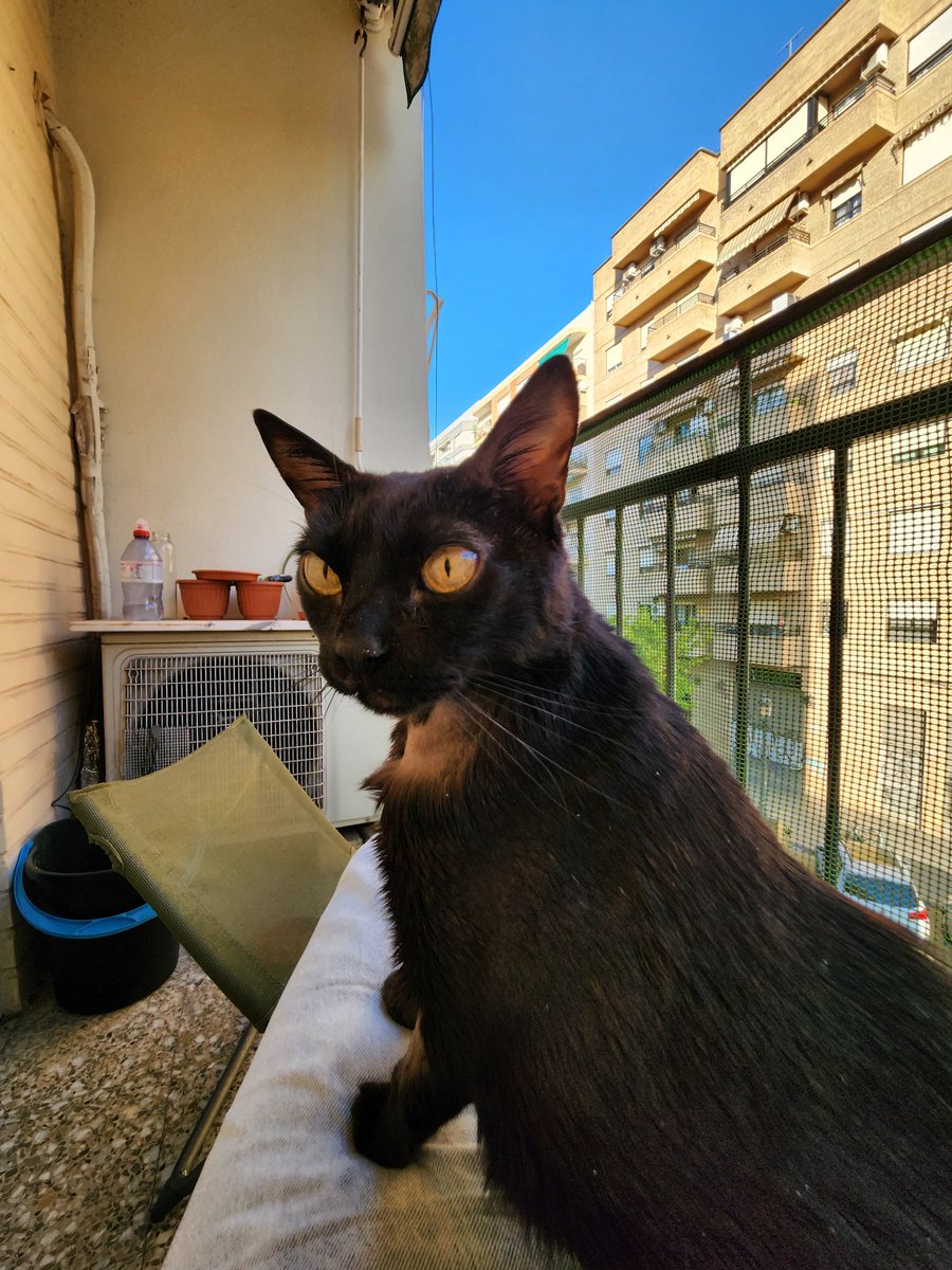 CaroSzulga's tweet photo. @DiloConGatitoz la señorita exige agua de la ducha, y si me muevo un centímetro, me odia. Lo mejor es que tiene tres platitos de agua por toda la casa… pero claro, ninguno es digno de su alteza. Yo obedezco 😁 https://t.co/qVDDgOjAfa