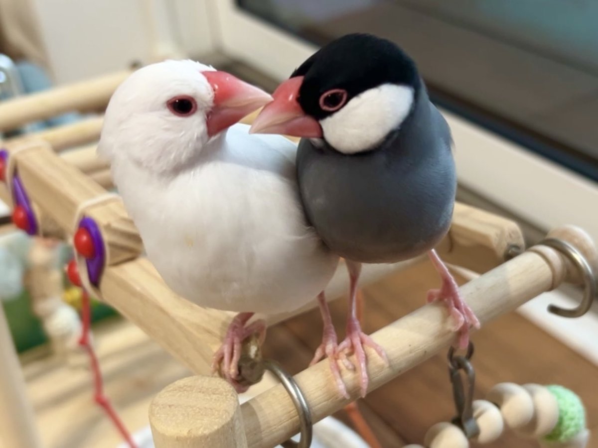 Micky1209's tweet photo. 文鳥の日という事で😊 https://t.co/t83M1oMDml