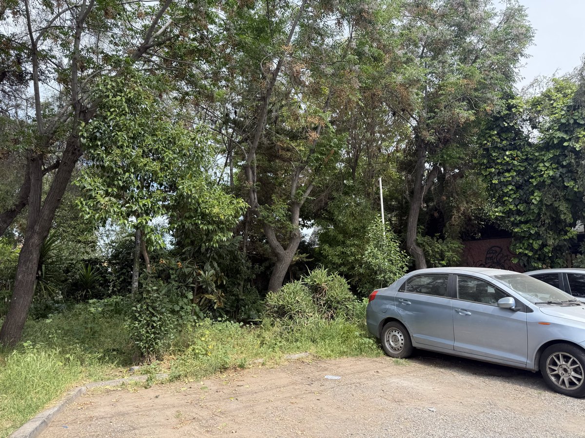 aaleac's tweet photo. @MuniLaFlorida @danielreyesmor, día 2 tratando de que la muni venga a asear esta plaza olvidada de la florida, que hoy es un baño para los indigentes y casa de ratones, nuestros hijos viven encerrados. https://t.co/bvYNUqQOR9