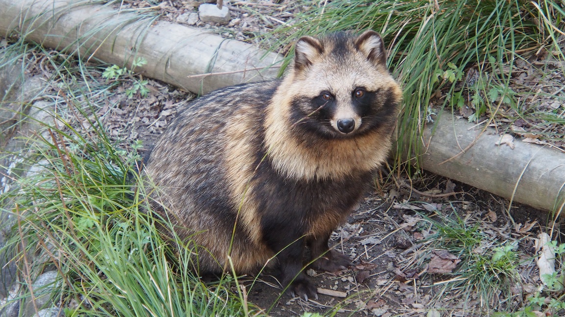 仮面ライダーギーツ』（2022年）に登場するタヌキがモチーフの仮面