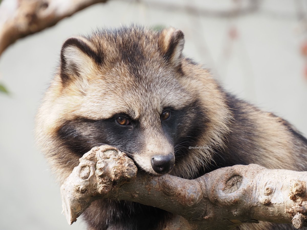 仮面ライダーギーツ』（2022年）に登場するタヌキがモチーフの仮面