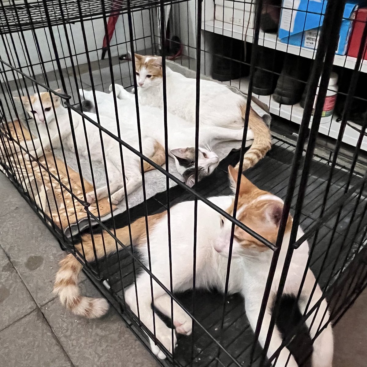Please say hello to my new family! 🥺♥️