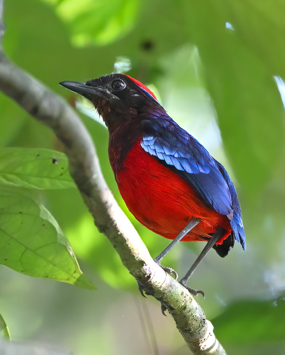 MbarkCherguia's tweet image. Cloaked in crimson and cobalt, the Garnet Pitta called out — the forest echoing its hopeful tune, allowing us to locate it after some undergrowth bashing 
📸 @softcorebirder (Instagram) ©️