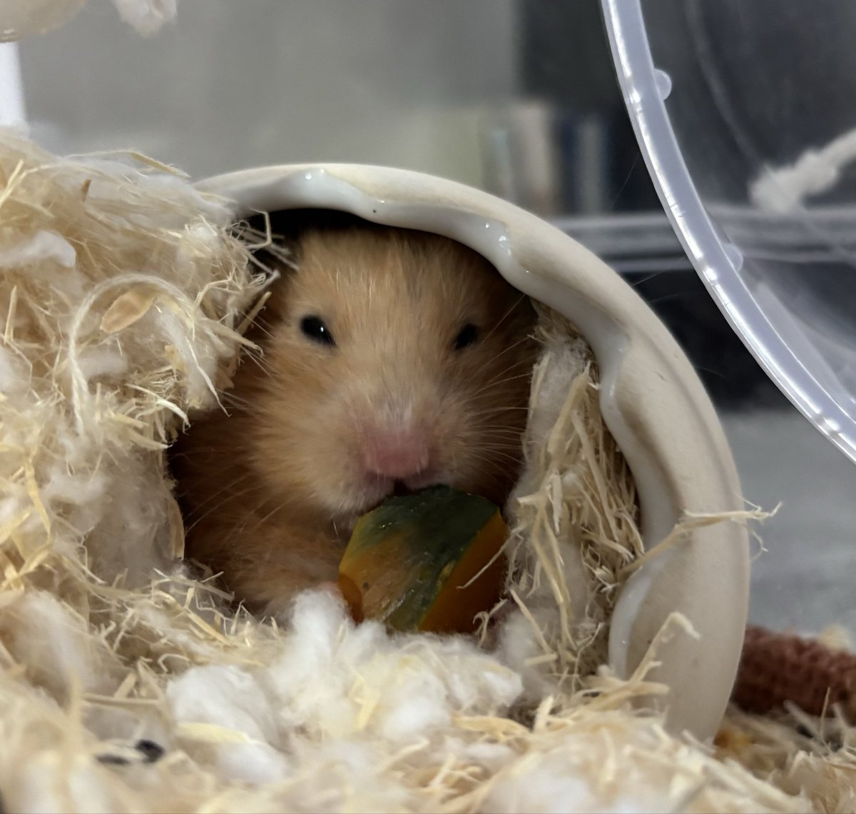 寒いでちね〜
かぼちゃがおいちい季節でち🐹

#ハムスター
#キンクマハムスター