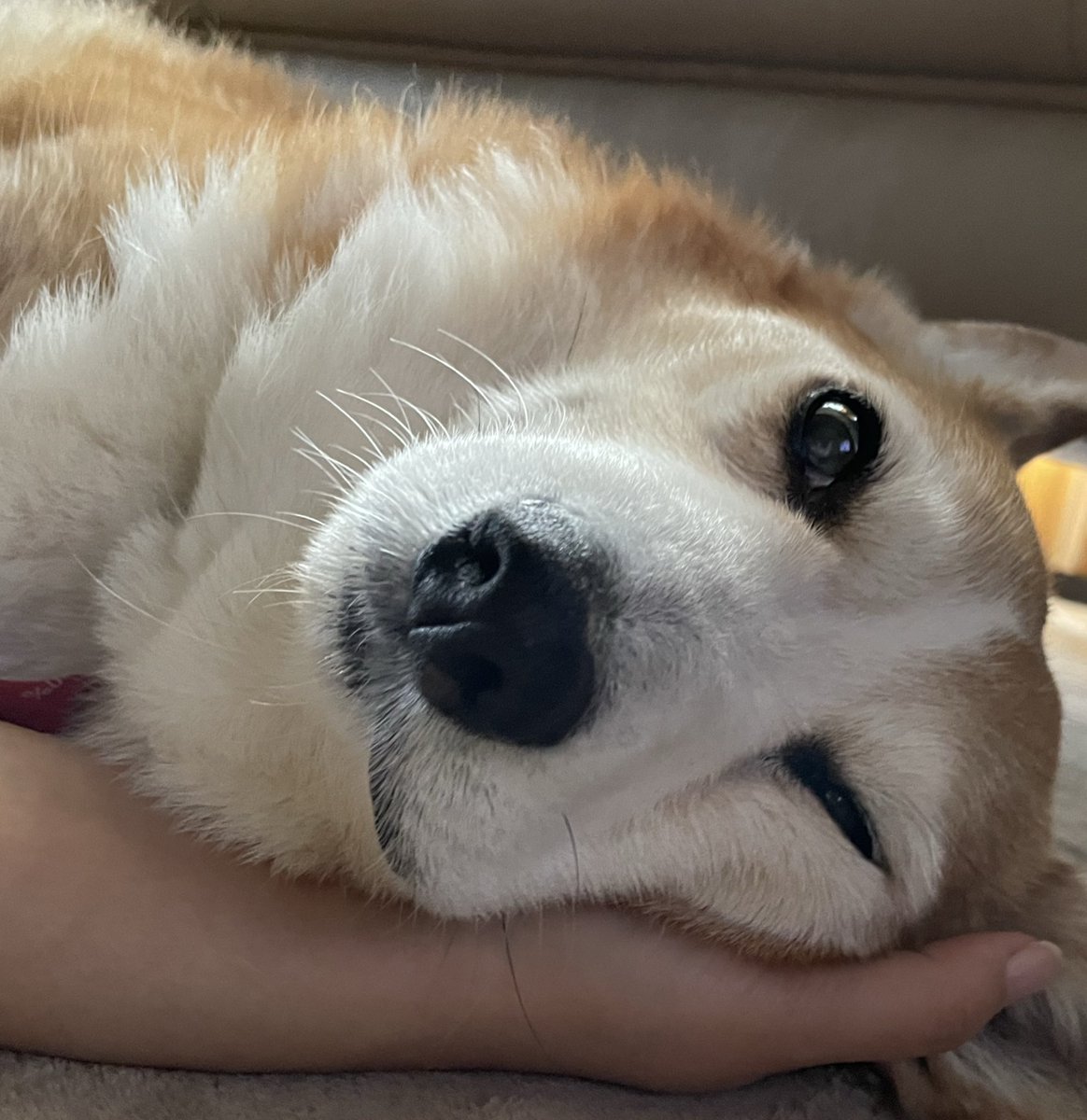 すぎいぬ様の専用ページ Kizineko-sama | 「おまえ…」 ネコの書籍ッ！予約受付中ッ