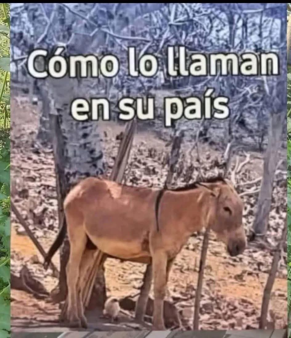 Linda Progre. (@lindapro2615) on Twitter photo En mi región la llaman Cabal. En mi región la llaman Cabal.