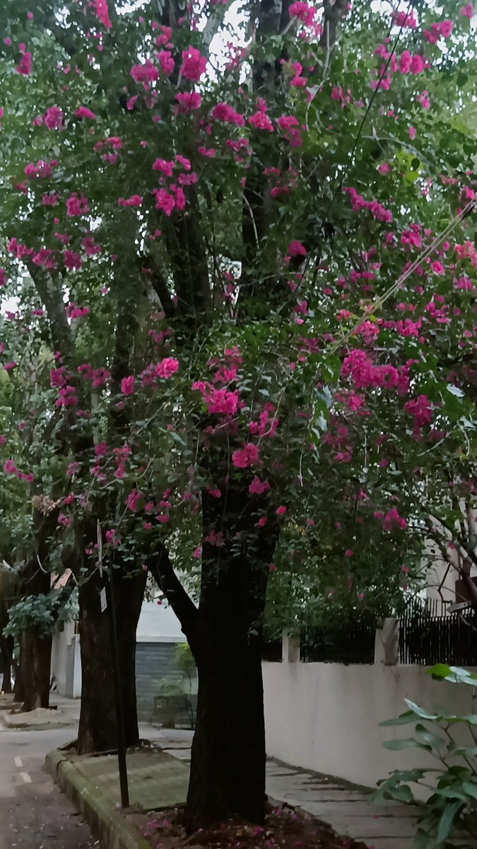 Bingo_mk's tweet image. #TreeTime  #TreeFriends
@Theme_pic_India