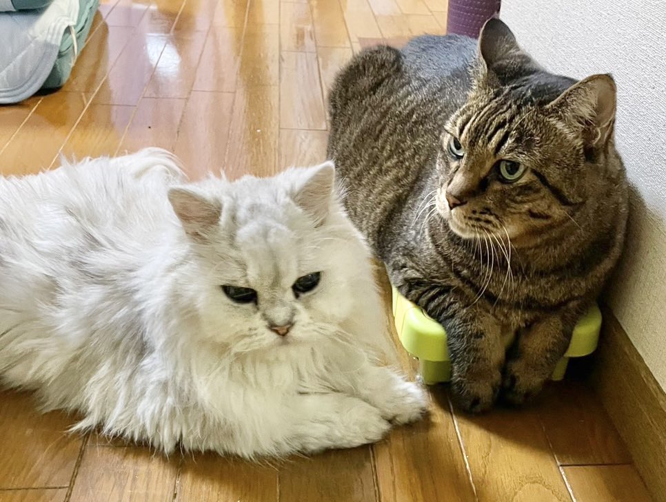 2024bastet's tweet photo. なかなか撮れない
ツーショット🐾🐾

#ペルシャ
#キジトラ 
#猫のいる暮らし #ねこかわいいね  #高齢猫 https://t.co/rz0Pz67gTH
