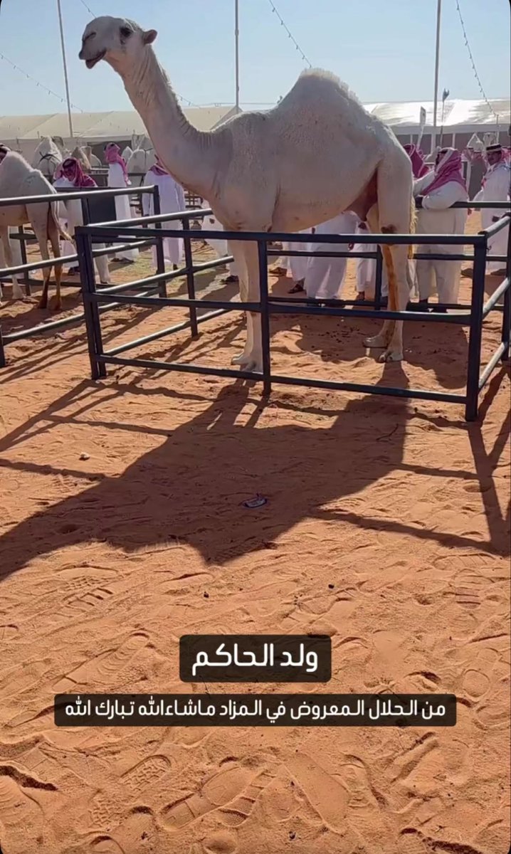 الصارم tweet media