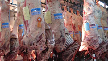 🇺🇸 ¡Cuota Argentina a EEUU podría cuadruplicarse! 🥩 De 20.000 a 80.000 ton (con arancel preferencial) incluiría carne kosher/halal. Anuncio inminente. Impacto limitado en precios internos de EEUU. ¡Atención al sector! #Carne #Exportaciones #EEUU #AgroAvisos,#Argentina