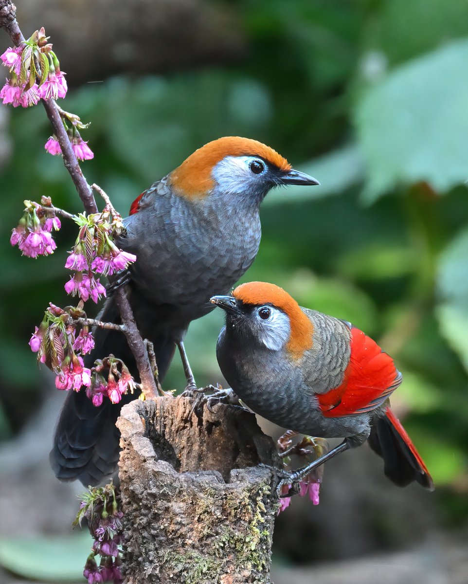 MbarkCherguia's tweet image. A couple of Red-tailed Laughingthrush grabbing a snack at the bird hide 

📍Baihualing, Yunnan

📸 @softcorebirder (Instagram) ©️