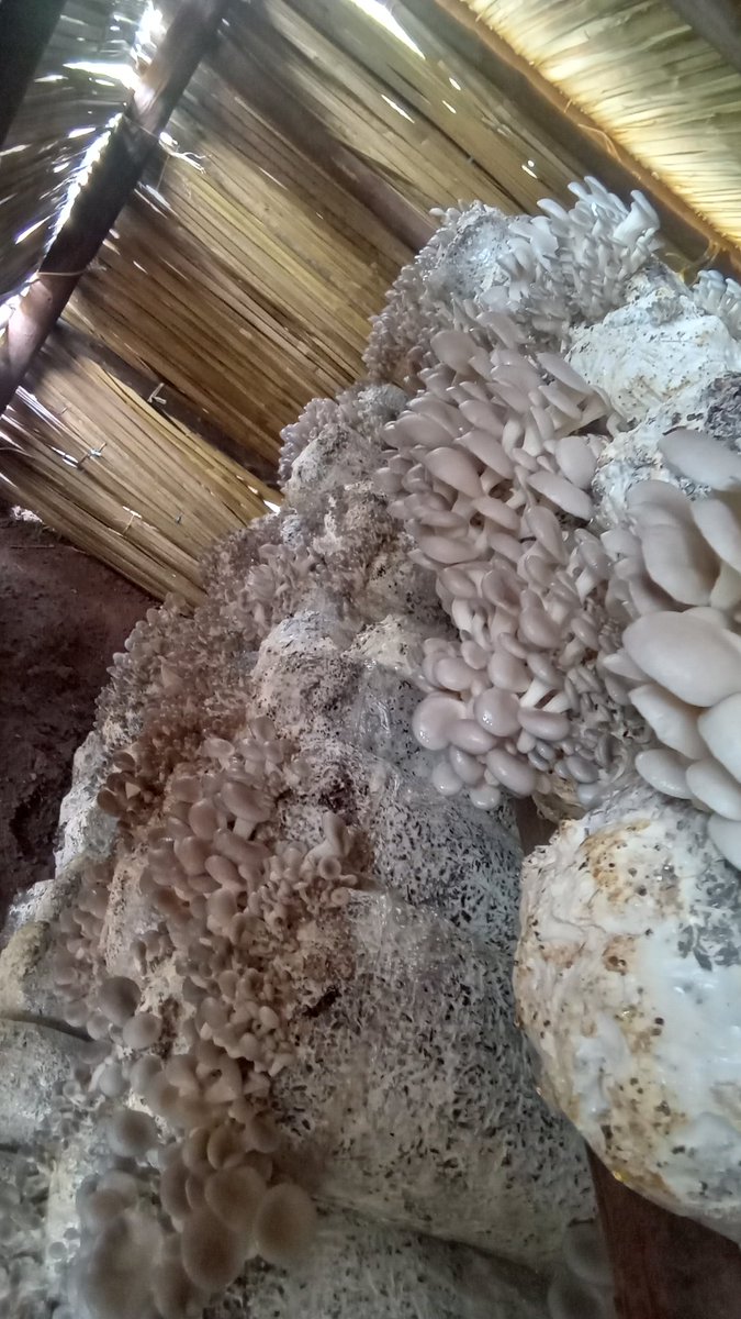 ByarugabaRemi's tweet photo. Meanwhile, as we wait for our grand product , Mushroom Coffee Blend ,you can now place your orders for fresh mushrooms at only UGX 10,000! 🍄
🚚 Free delivery for customers around Kira Municipality!
@BiraraCoffee #MushroomBlend #HealthyLiving #BuyLocal https://t.co/WaXpODoyut