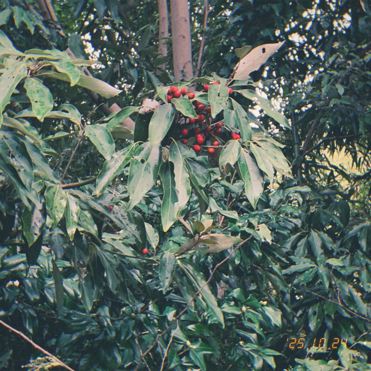 spring_asagi's tweet image. 