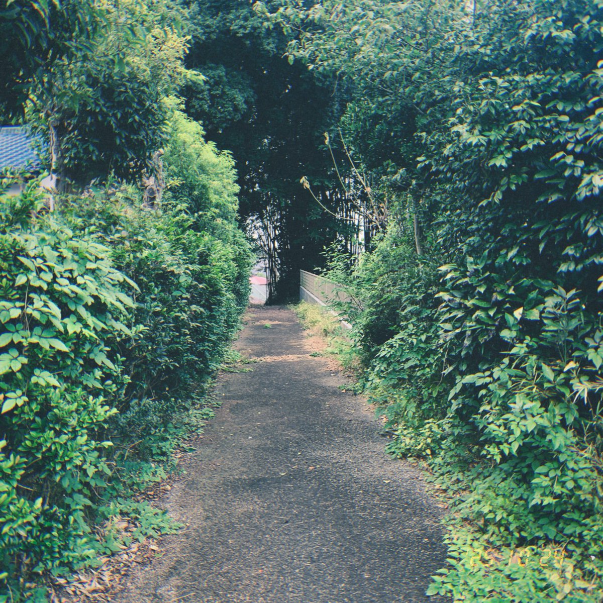 spring_asagi's tweet image. 