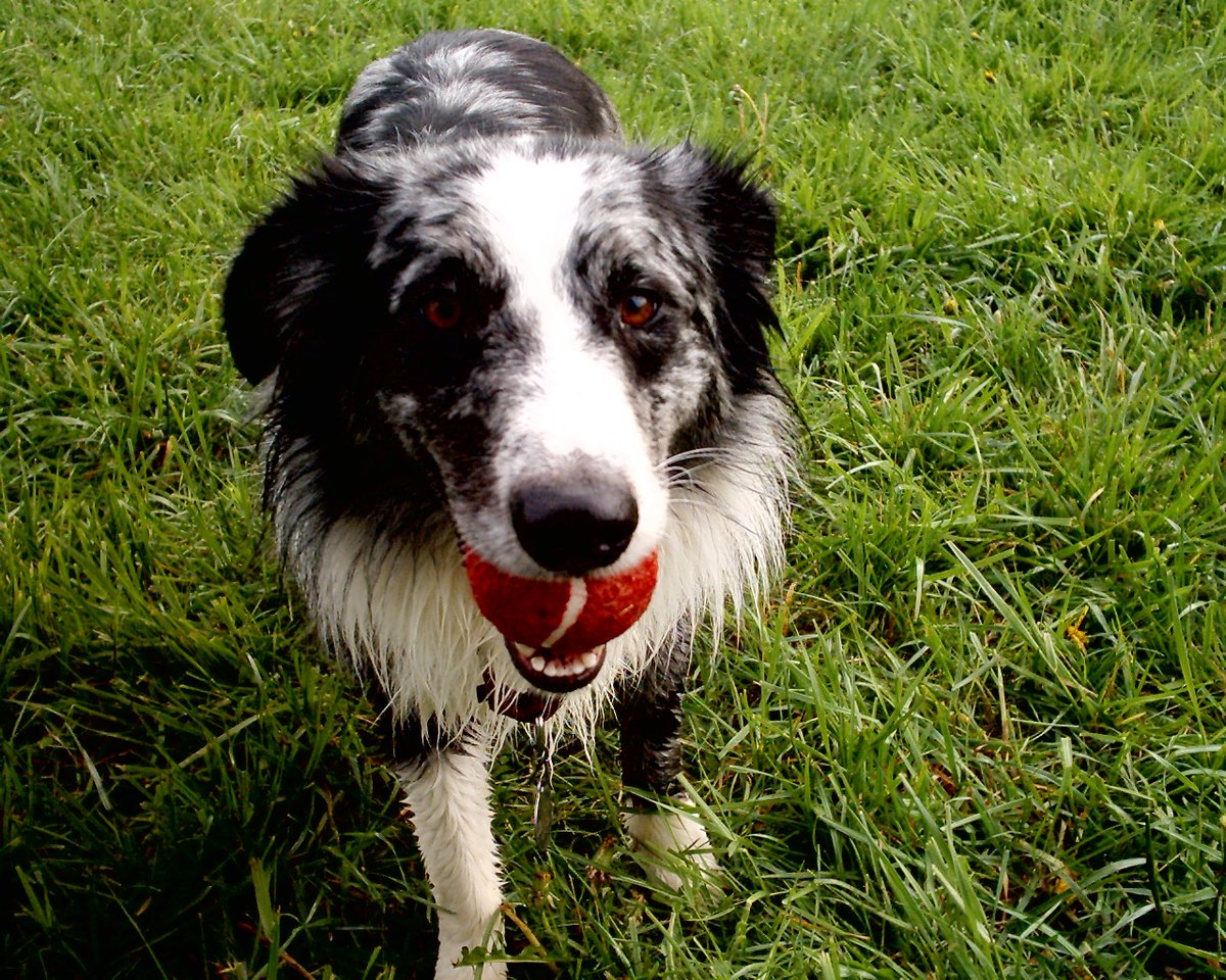GoodDogsSharon's tweet photo. 🐾 Dog Training Tip of the Day
Many owners confuse their dogs by saying too much!
Dogs don’t understand sentences — they understand tone, body language, and consistency.

Say the command once, stay calm, and reward instantly when they respond. 

#DogTraining #DogTips #GoodDogs https://t.co/jkx3m9gWoL