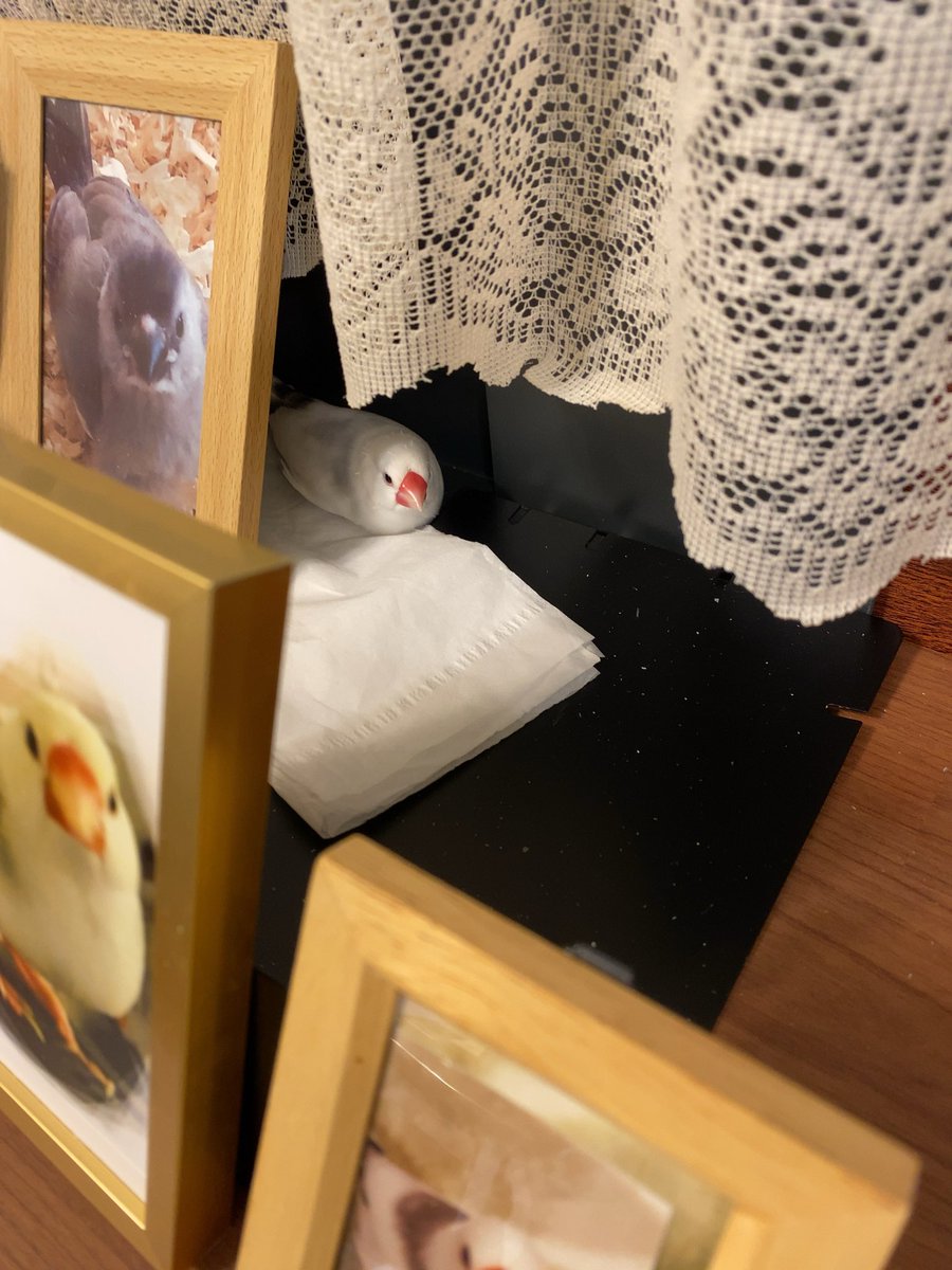 tantan_fallguys's tweet image. #文鳥の日